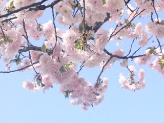 🌸