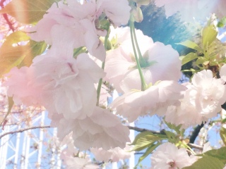 🌸