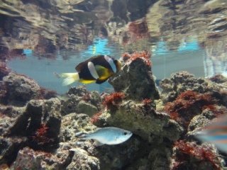 🐠