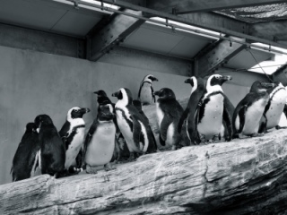 🐧