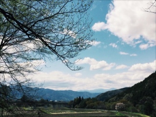 🌳