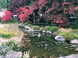 🍁