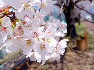 🌸