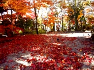 🍁