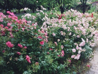 🌹